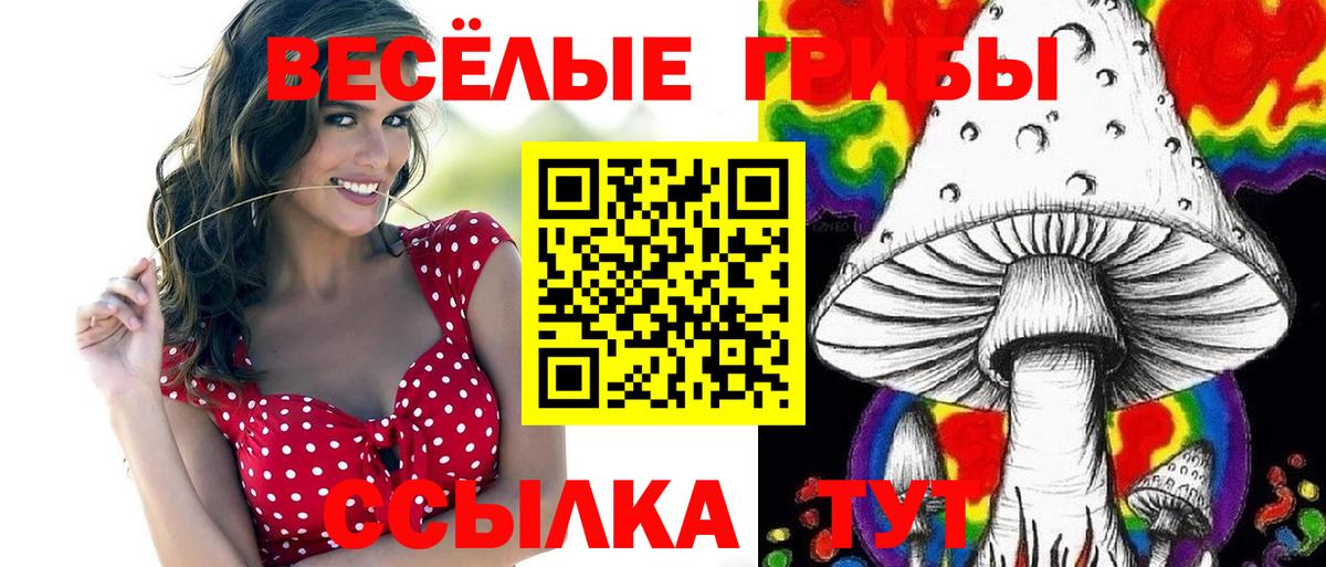 Псилоцибиновые грибы прущие грибы  Вход с VPN  Тамбов  Галлюциногенные грибы Psilocybe 